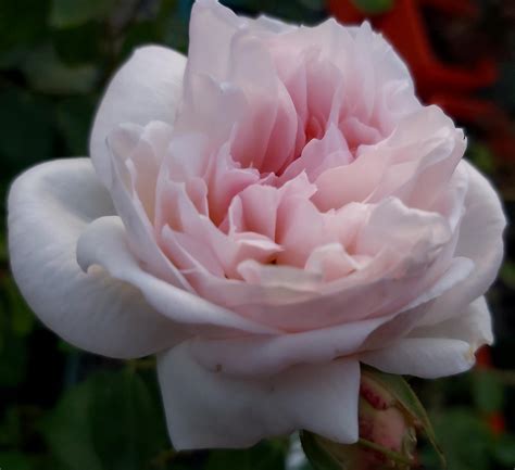 Addictive Lure — Eumundi Roses.